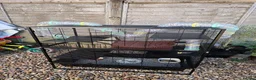 Rat rodents for sale: 3 female pet rats - Advert 6