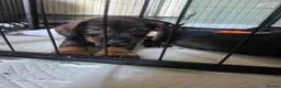 Dachshund dogs for sale: Kc registered wire haired dachshund's - Advert 7