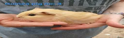 Guinea Pig rodents for sale: Cute 6 week old male guinea pigs - ginnywiggles - Advert 6