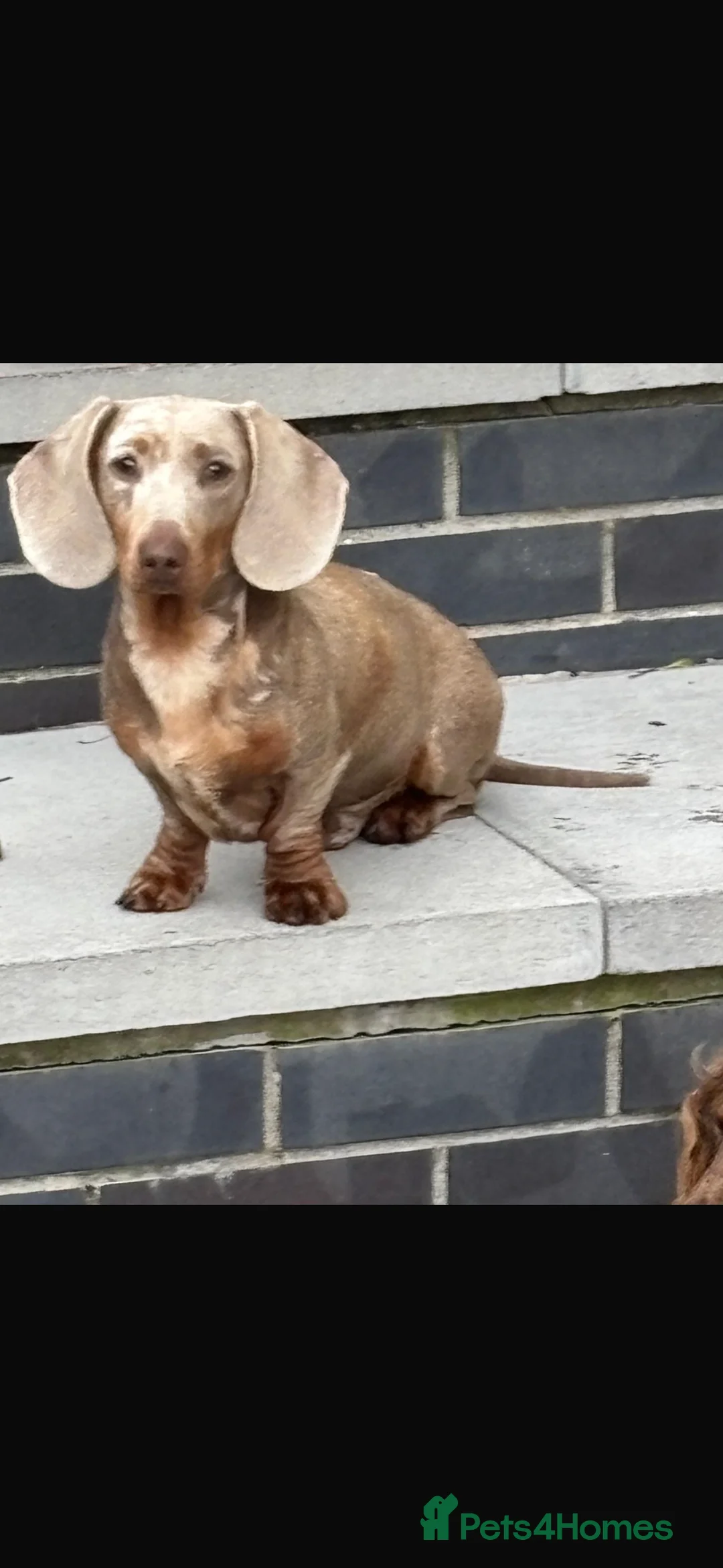 Miniature Dachshund dogs for sale: Miniature Dachsunds  - Advert 2