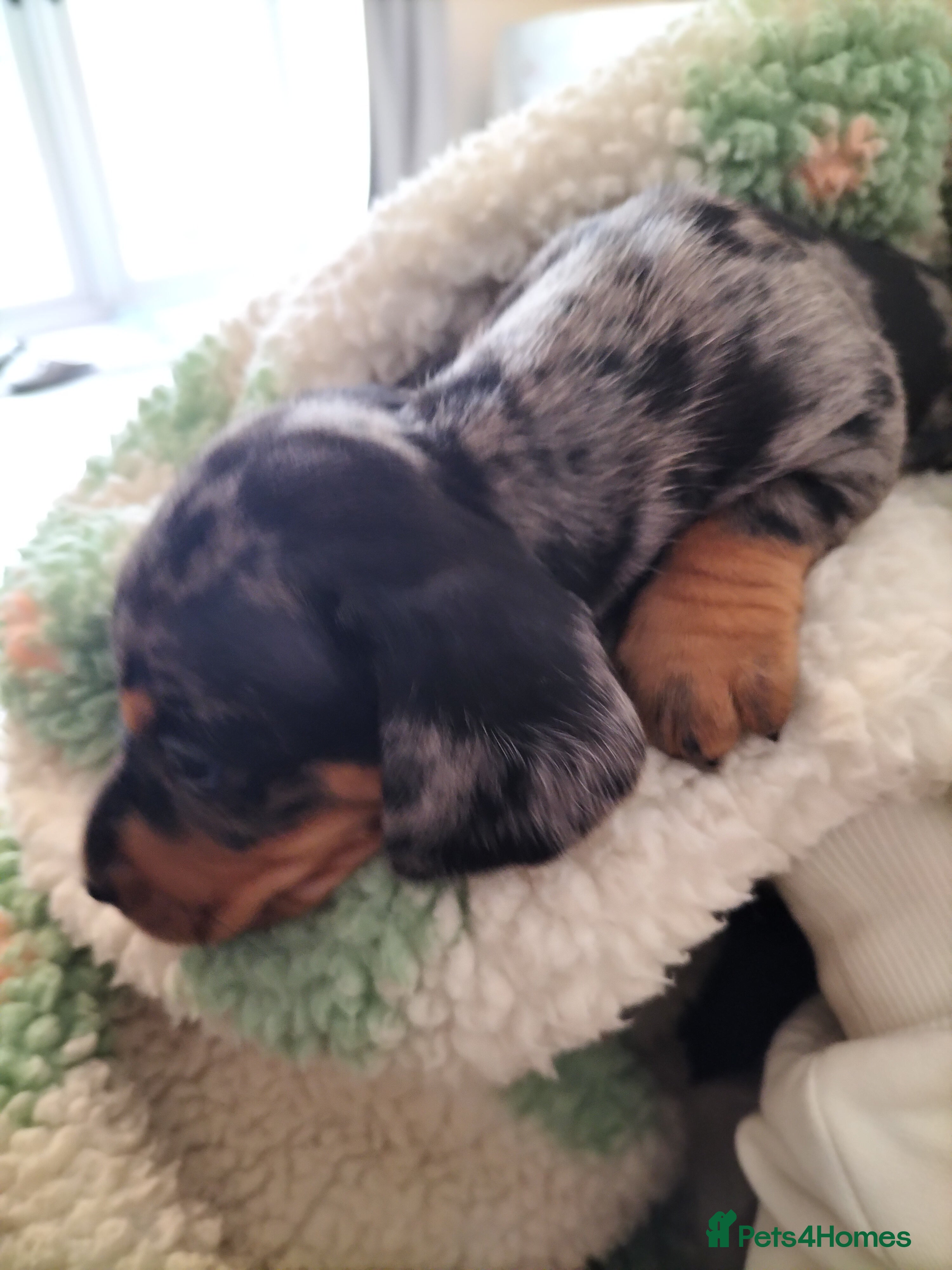 Miniature Dachshund dogs Beautiful miniature dachshunds 😊 - Advert 4