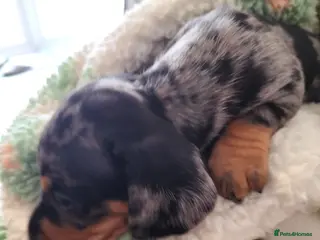 Miniature Dachshund dogs Beautiful miniature dachshunds 😊 - Advert 4