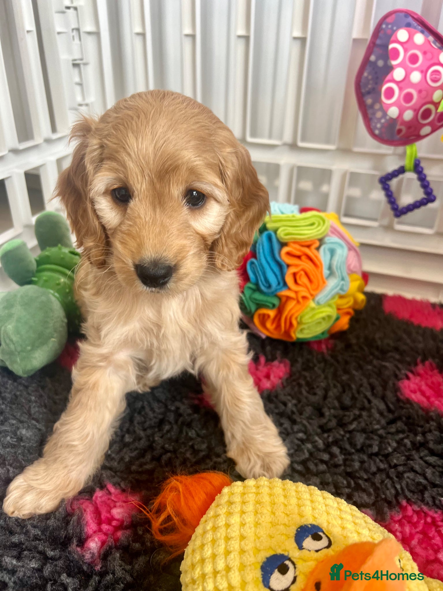 Cockapoo dogs 🐥Gorgeous f1 Cockapoo Pups Licensed Breeder🐥 - Advert 2