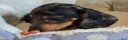 Miniature Dachshund dogs for sale: Stunning Dachshund pups *Ready now* - Advert 32