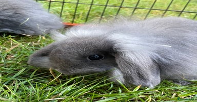 Mini Lop rabbits - Advert 15