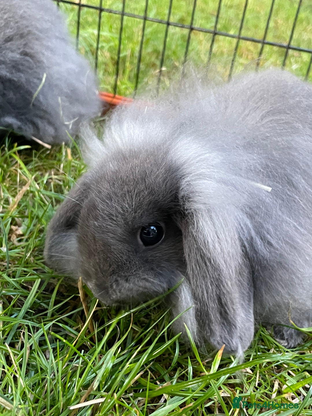 Mini Lop rabbits for sale: Male mini lop babies READY TO LEAVE  - Image 3