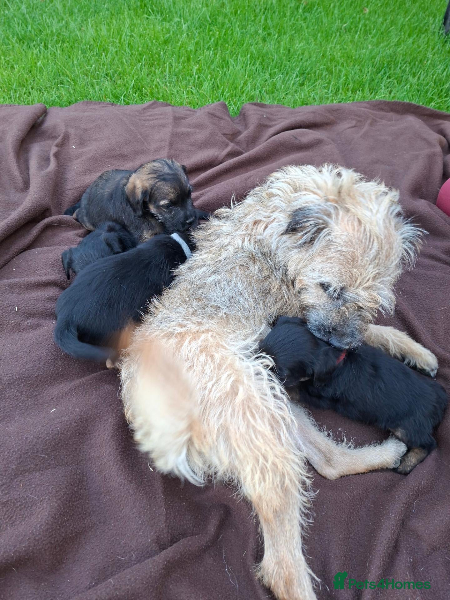 Border Terrier dogs BORDER TERRIERS SLEM CLEAR  - Advert 1