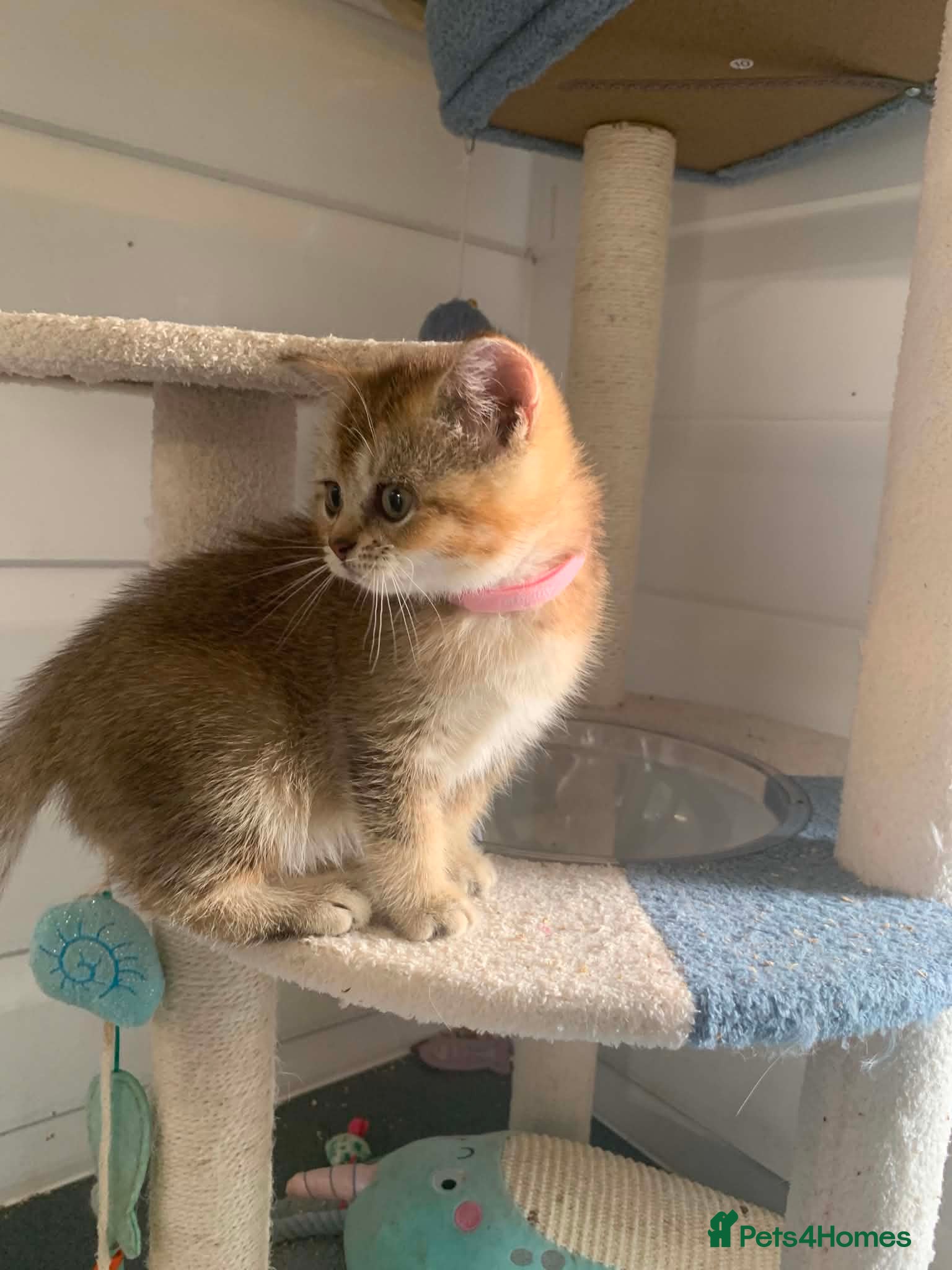 British Shorthair cats BSH Stunning rare Shaded - Advert 1