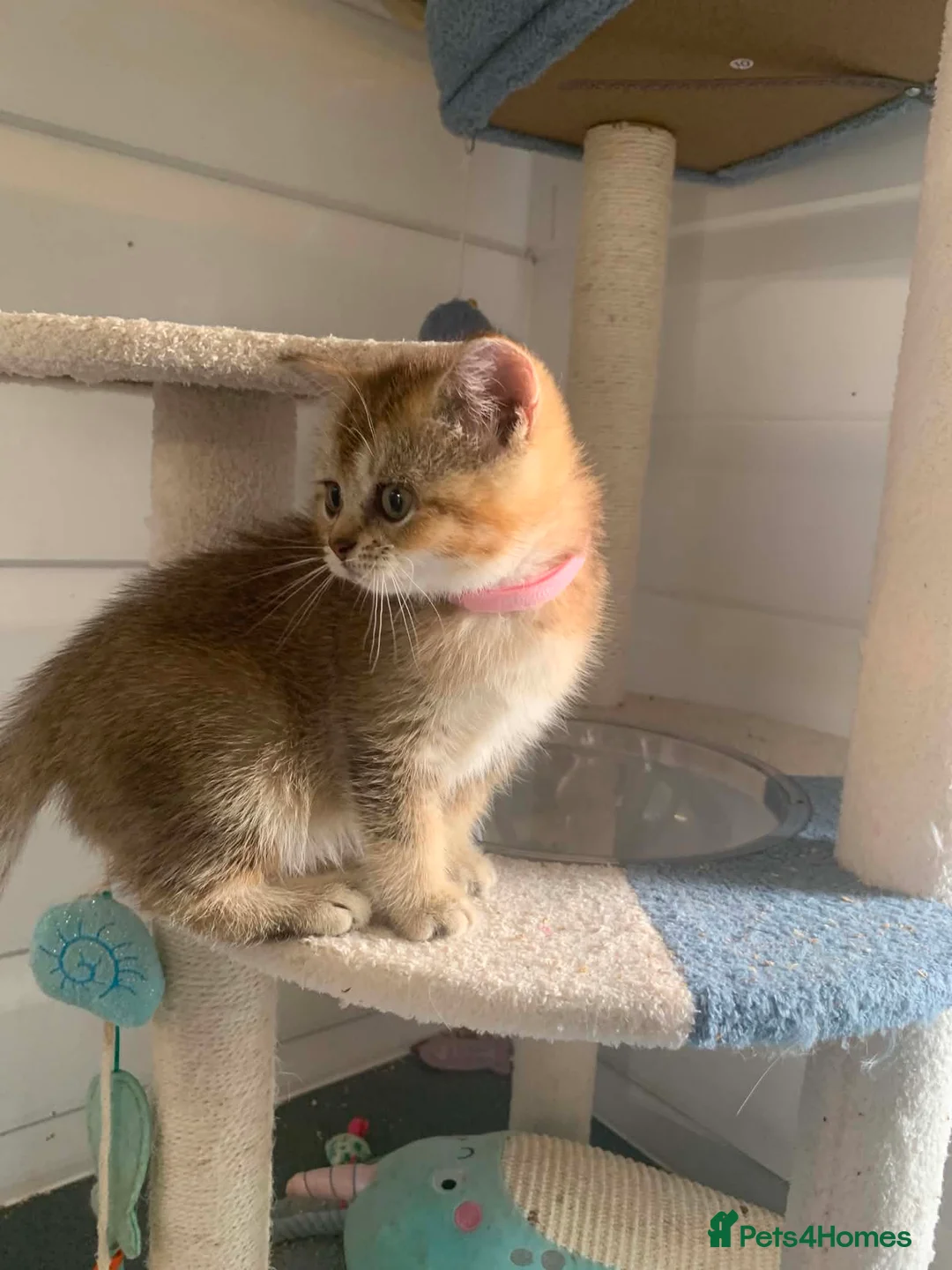 British Shorthair cats for sale: BSH Stunning rare Shaded - Advert 2