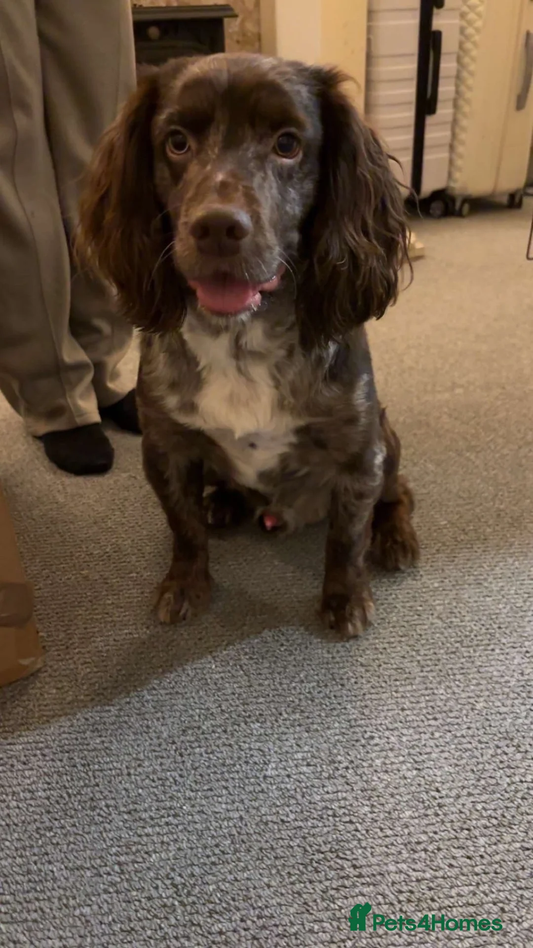 Cocker Spaniel dogs for sale: Cocker spaniel  - Advert 3