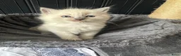 Ragdoll cats for sale: 2 beautiful blue point ragdolls kitten left  - Advert 12