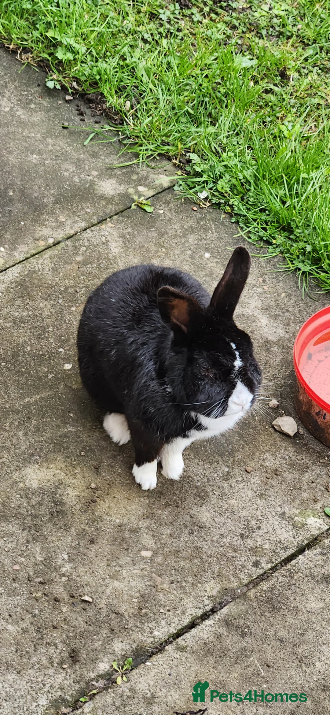 Mixed Breed rabbits for sale: Rabbit in Rochdale - Advert 1