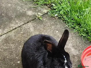 Mixed Breed rabbits Rabbit - Advert 1