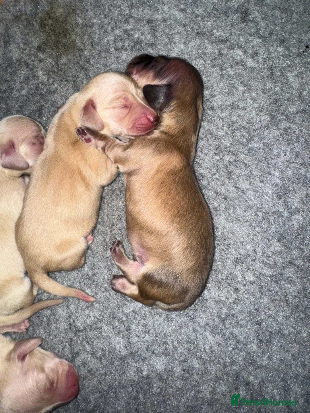 Miniature Dachshund dogs for sale: Cream miniature dachshunds-Petal’s Perfect Puppies - Advert 21