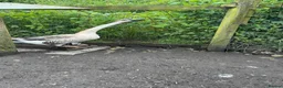 Geese poultry for sale: Year old geese for sale  - Advert 5
