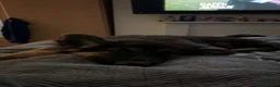 German Shepherd dogs for sale: 4 month old german shepherd puppy  - Advert 2