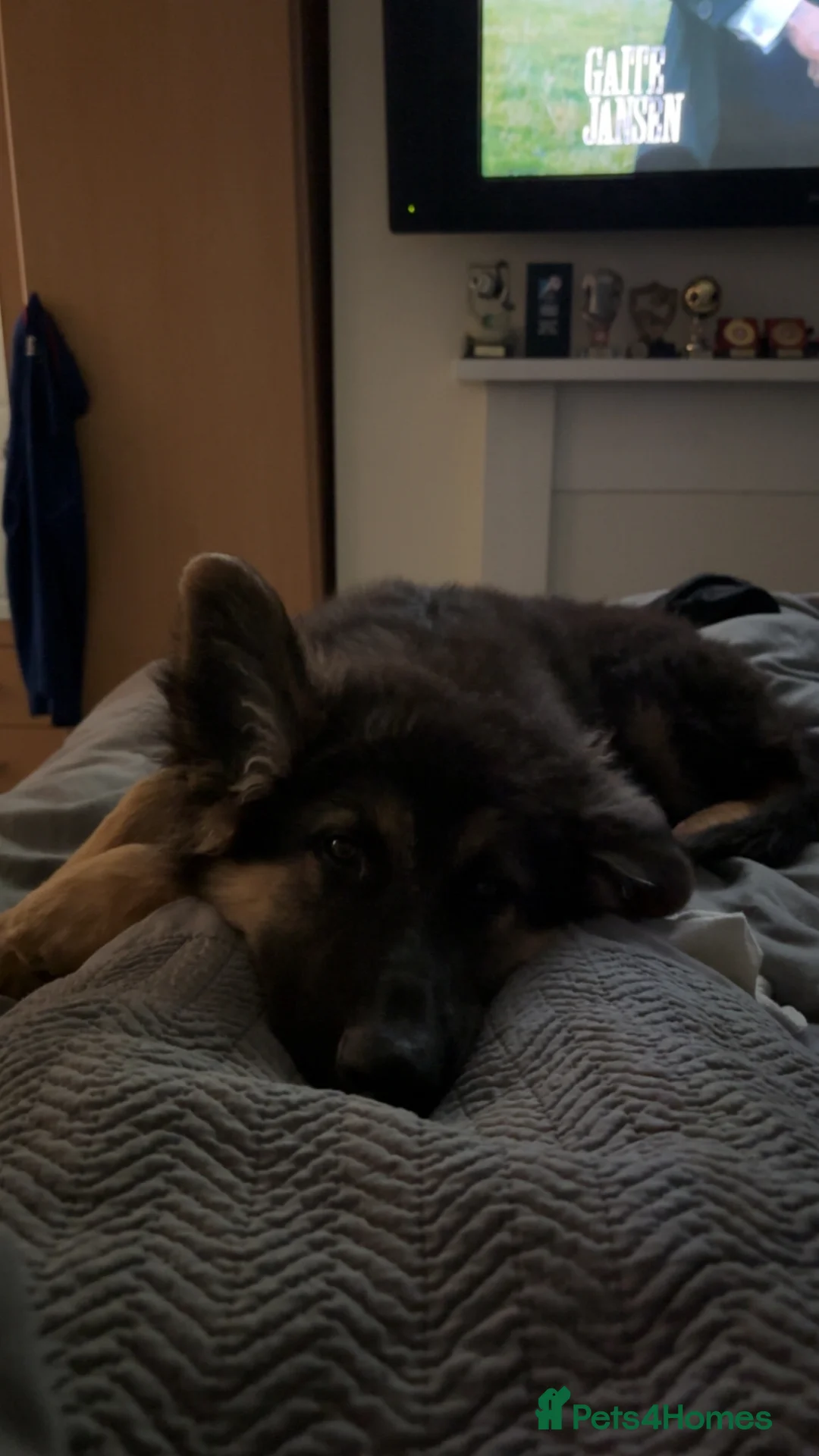 German Shepherd dogs for sale: 4 month old german shepherd puppy  - Advert 2