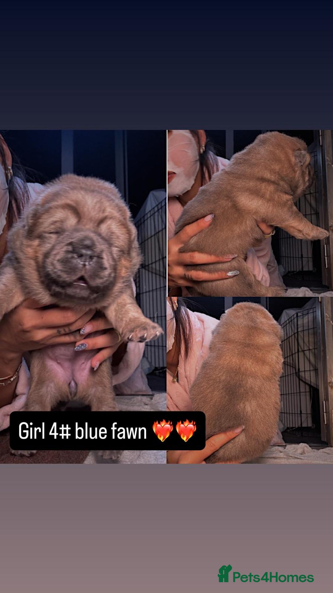 Chow Chow dogs for sale: Stunning chows ready for  **   - Image 2