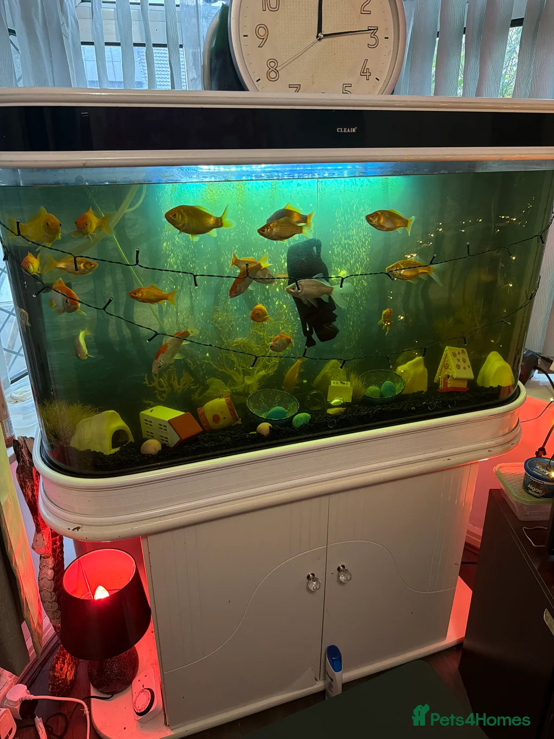 Goldfish fish for sale: Fish& fish tank - Advert 3