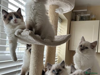 Ragdoll cats TICA registered champion line ragdoll kittens. - Advert 15