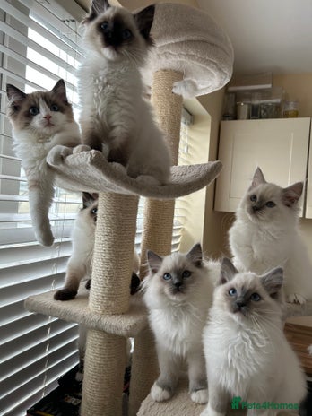 Ragdoll cats TICA registered champion line ragdoll kittens. - Advert 16