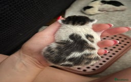British Shorthair cats for sale: 4 stunning kittens for sale  - Image 8