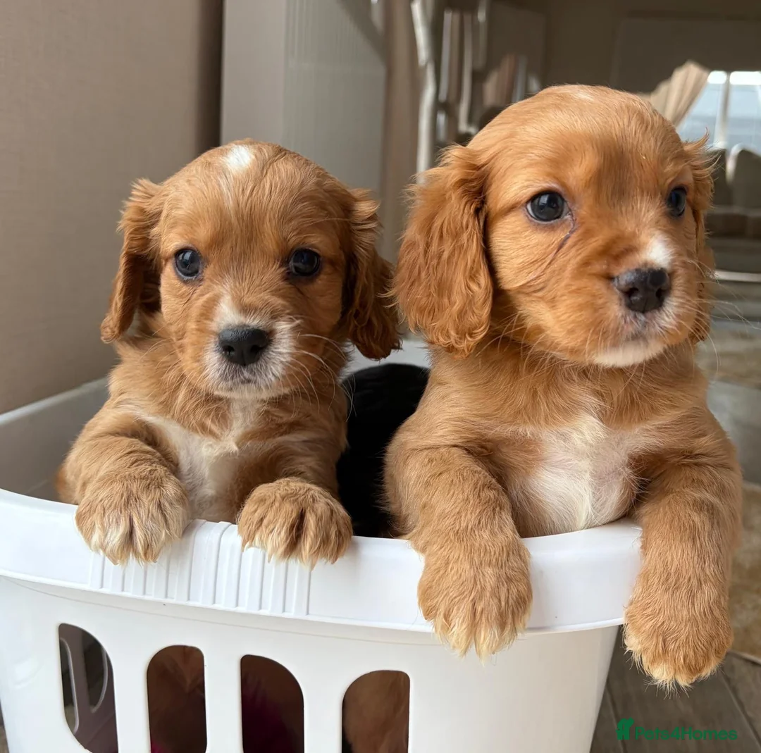 Mixed Breed dogs for sale: Cavapoo Puppies  - Advert 1