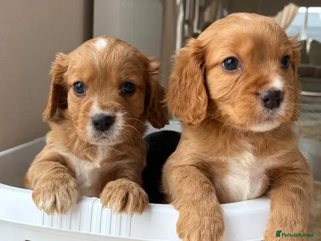 Mixed Breed dogs for sale: Cavapoo Puppies - Advert 4