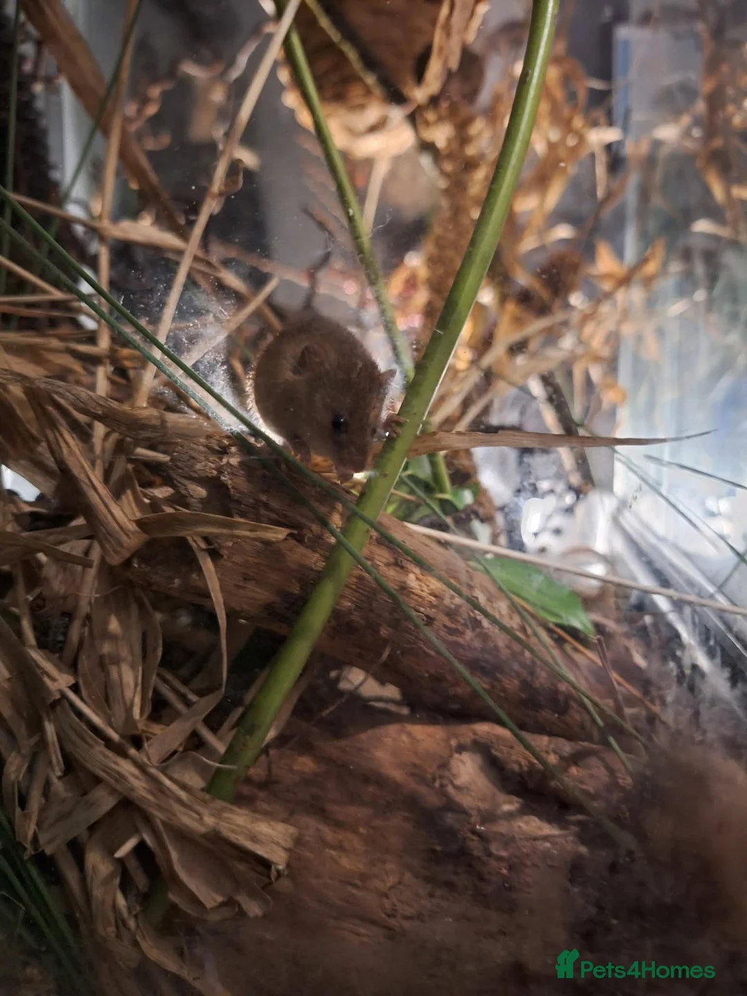 Mouse rodents for sale: HARVEST MICE FOR SALE in Westbury - Advert 2