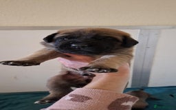 Mastiff dogs for sale: KC English Mastiff puppies - Image 8