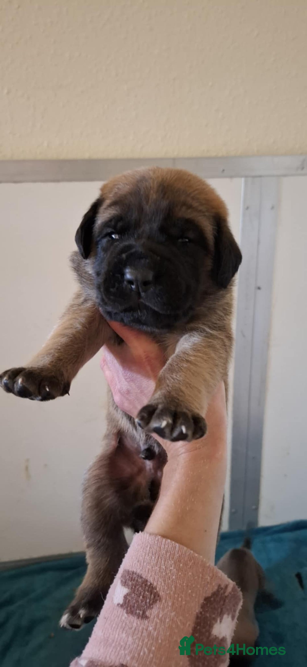 Mastiff dogs for sale: KC English Mastiff puppies - Image 8