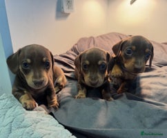 Miniature Dachshund dogs Chocolate & Tan KC Miniature Dachshund Puppies - Advert 4
