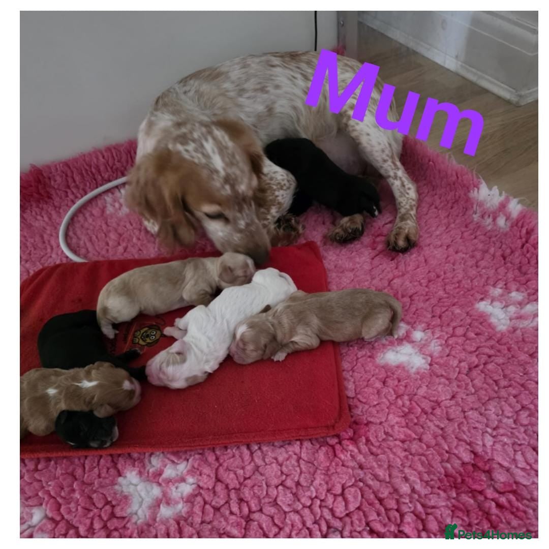 Cocker Spaniel dogs Kc Reg Cocker spaniel puppies  - Advert 3
