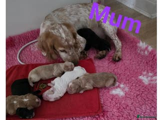 Cocker Spaniel dogs Kc Reg Cocker spaniel puppies - Advert 9