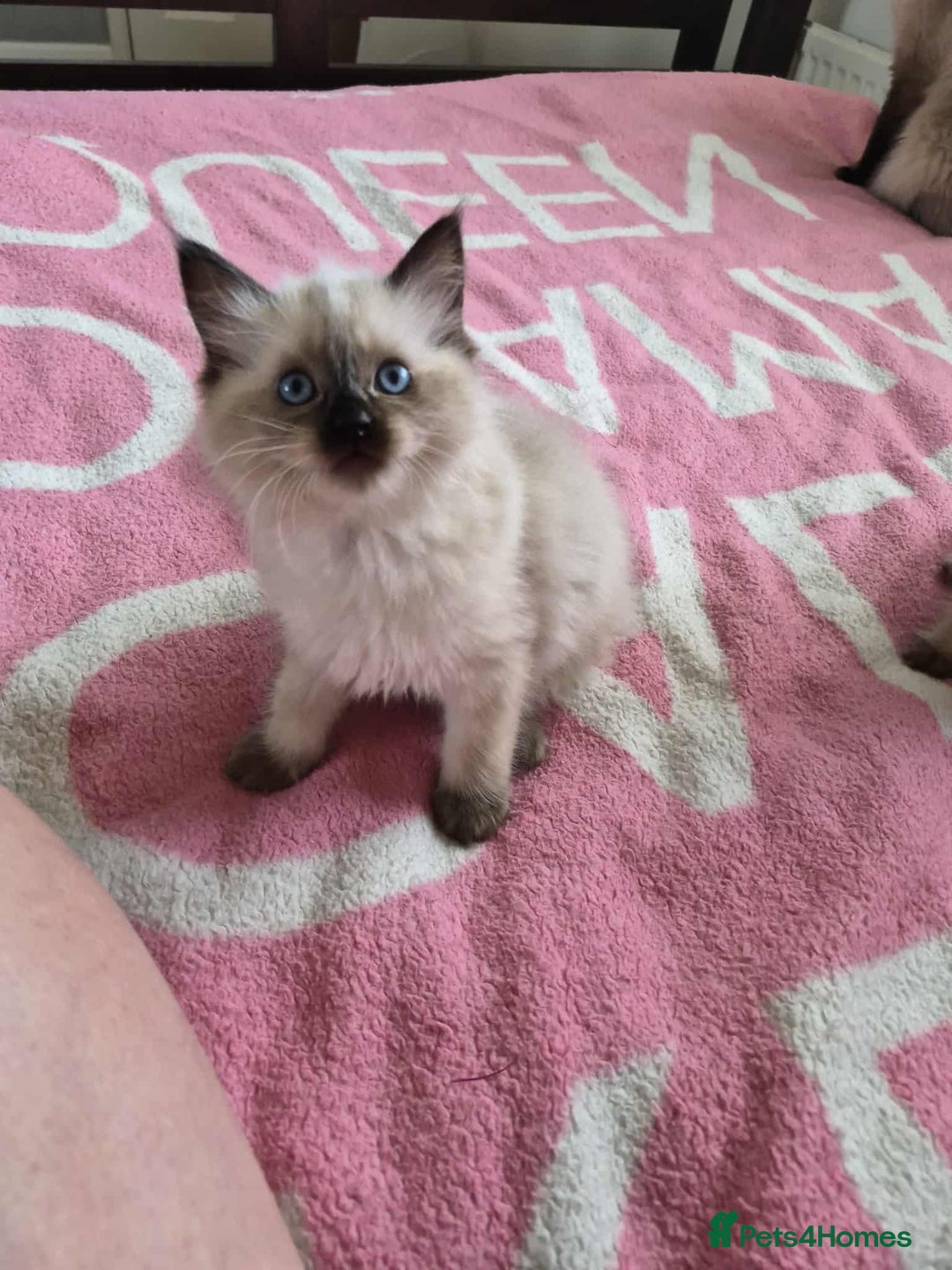 Ragdoll cats for sale: Ragdoll kittens  - Image 6