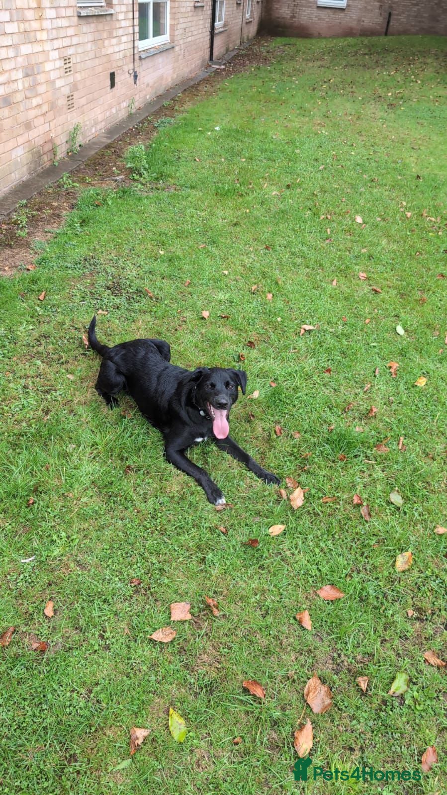 Mixed Breed dogs URGENT🚨 GIZMO🐾 - Advert 2