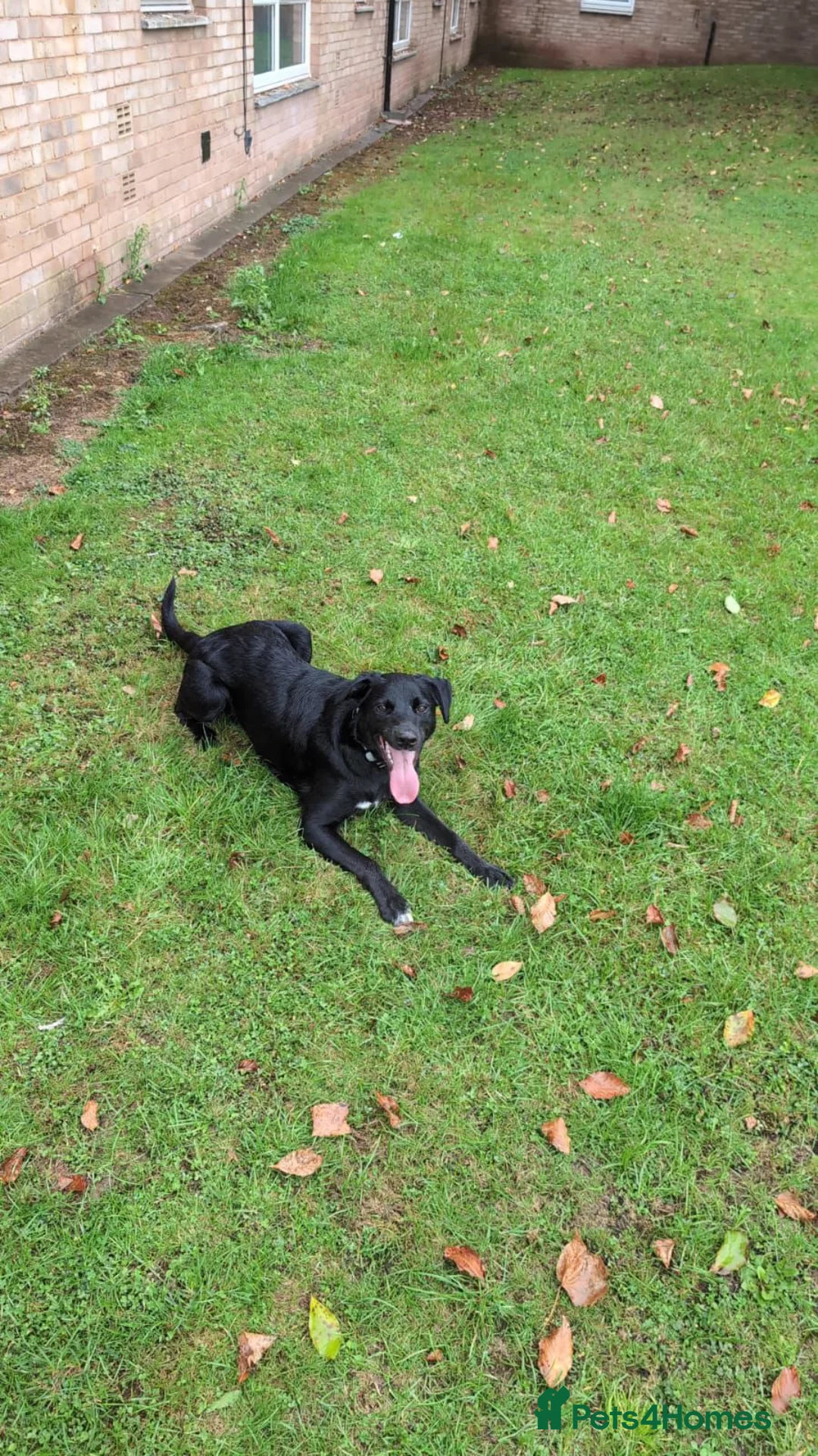 Mixed Breed dogs for adoption: URGENT🚨 GIZMO🐾 in Hengoed - Advert 1