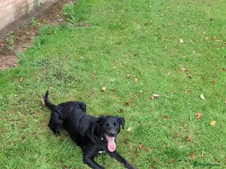 Mixed Breed dogs URGENT🚨 GIZMO🐾 - Advert 2