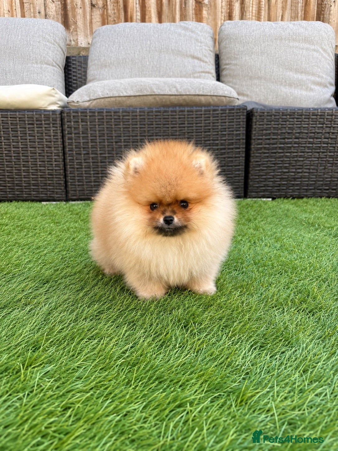 Pomeranian dogs Pure Teddy🐻Tiny🐾Outstanding 🏆 - Advert 1