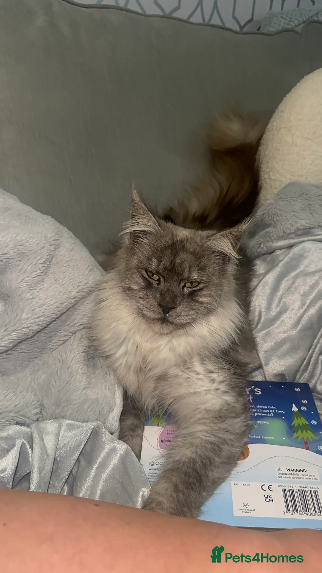 Maine Coon cats for sale: TICA MAINE COON KITTENS - Advert 17