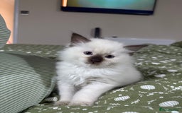 Ragdoll cats for sale: 🌟 Beautiful Ragdoll Kittens – Ready Soon! 🌟 - Image 4