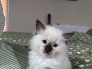 Ragdoll cats - Advert 1