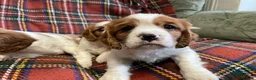 Cavalier King Charles Spaniel dogs for sale: Beautiful Cavalier King Charles KC Registered GIRL - Advert 15