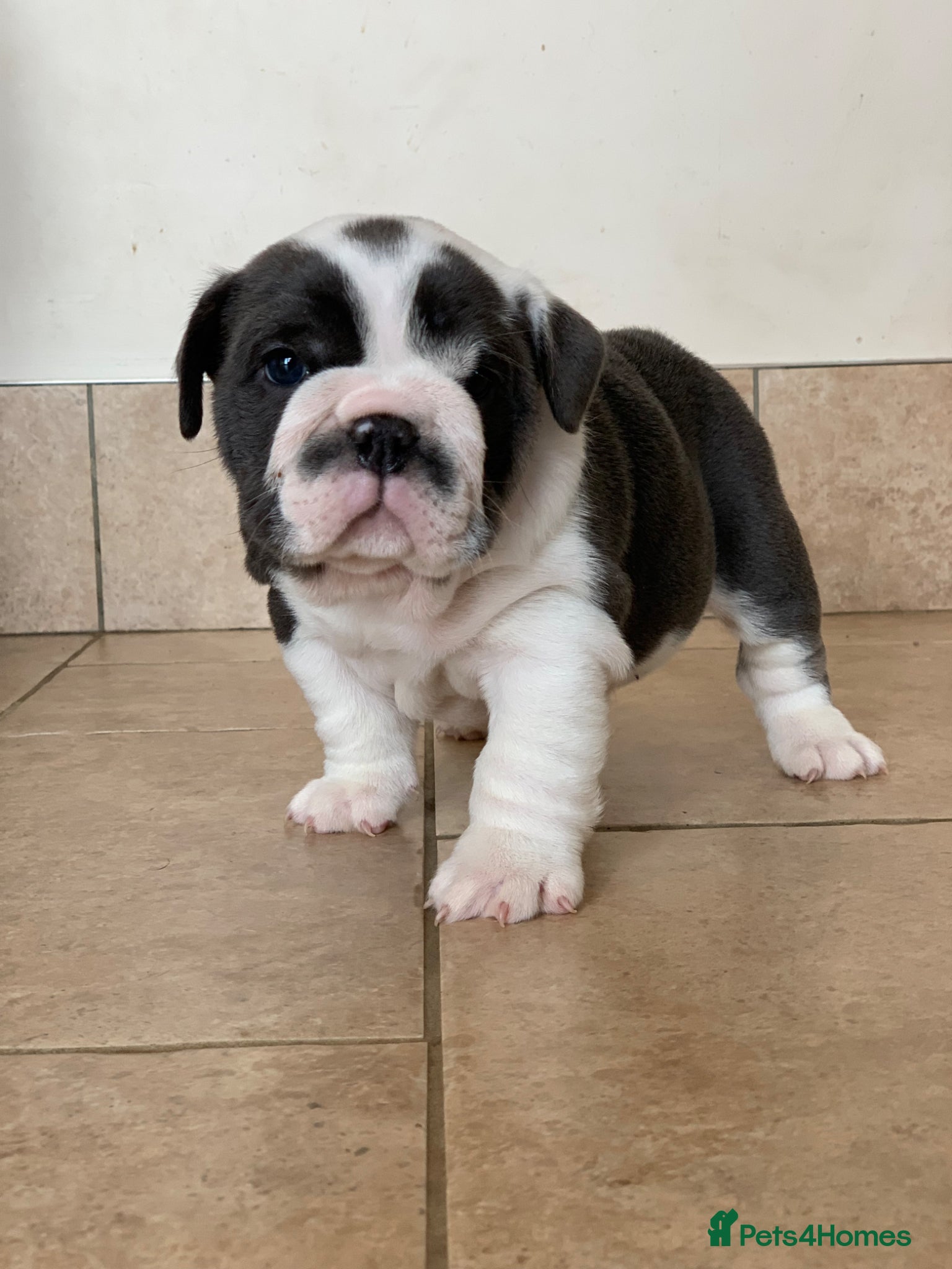 English Bulldog dogs Beautiful pedigree English bulldogs pups - Advert 20