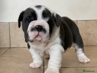 English Bulldog dogs Beautiful pedigree English bulldogs pups - Advert 20