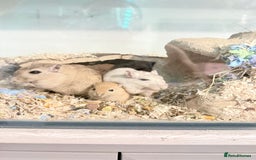 Gerbil rodents for sale: Baby gerbils  - Image 1