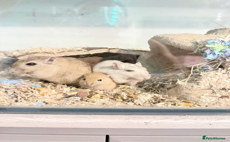Gerbil rodents - Advert 12