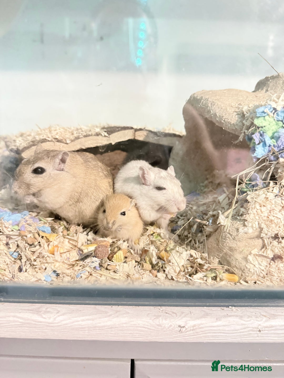 Gerbil rodents for sale: Baby gerbils  - Image 1