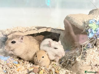 Gerbil rodents - Advert 36