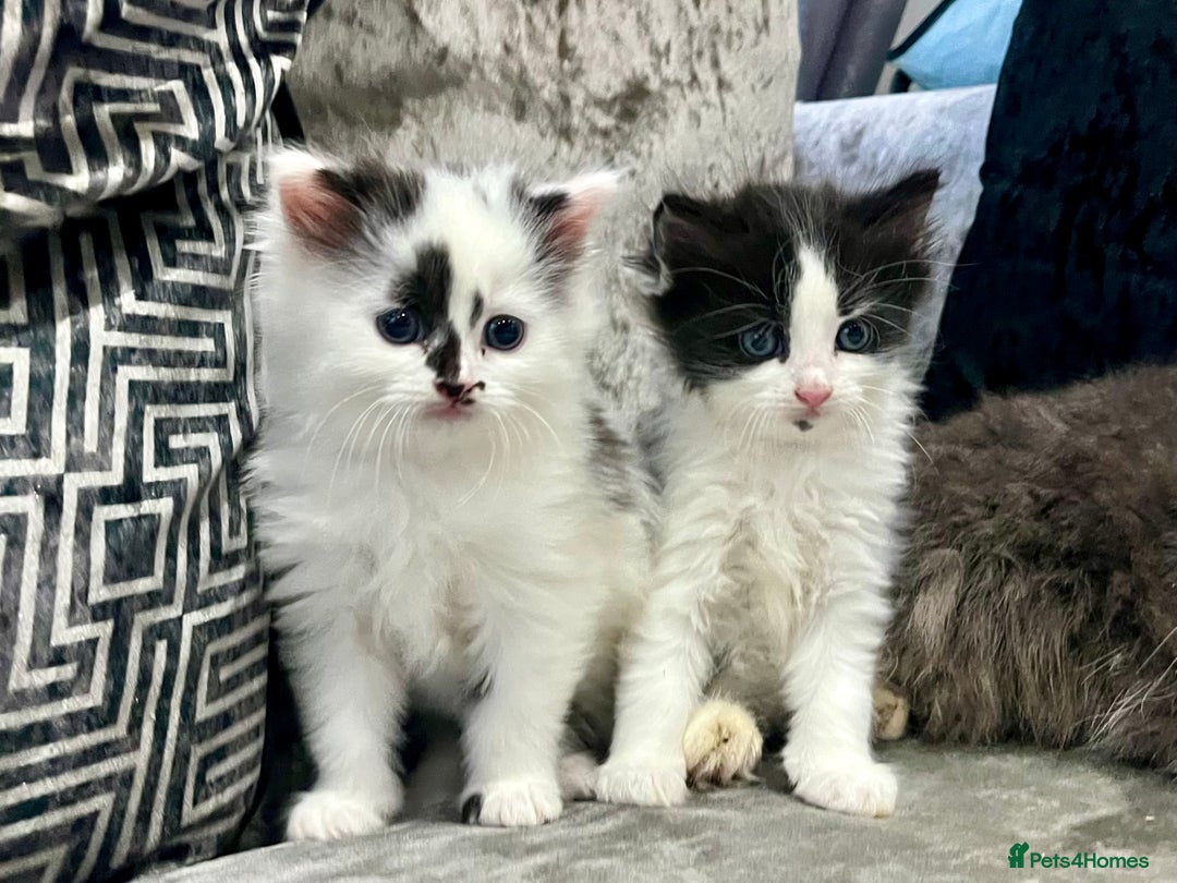 Ragdoll cats for sale: Stunning Ragdoll X Girl Kittens  - Image 5